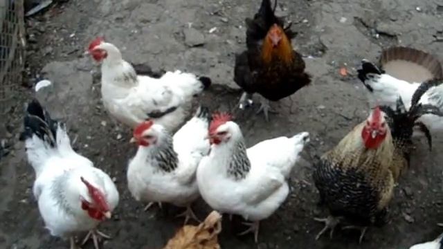 Два петуха поют. смотреть онлайн