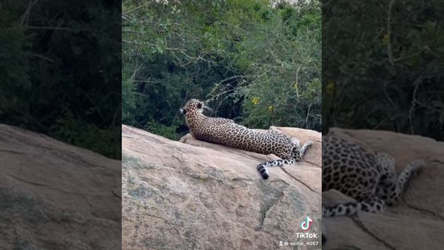 Jessica | Leopard | Yala National Park | Taken on Iphone | Wolfie_4057 смотреть онлайн
