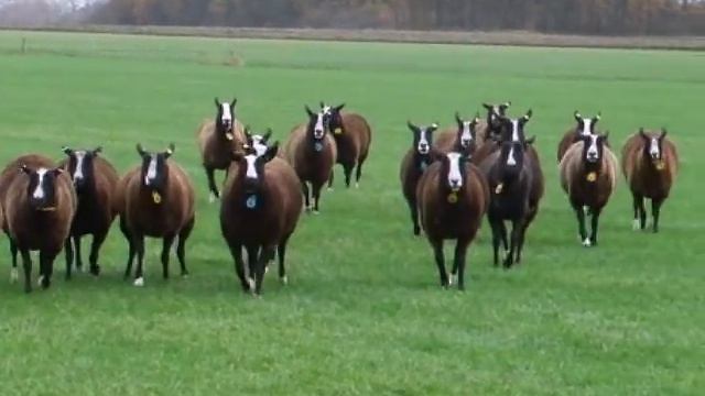Zwartbles schapen смотреть онлайн