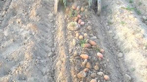 Мтз 132Н Копаем картошку на своем участке