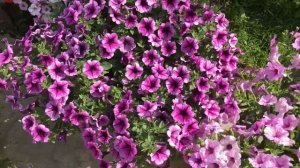 Петуния Опера - королева ампельных сортов.