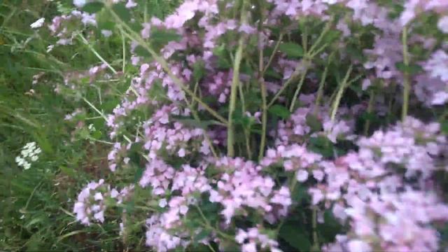 Сбор травы душицы( орегано) смотреть онлайн