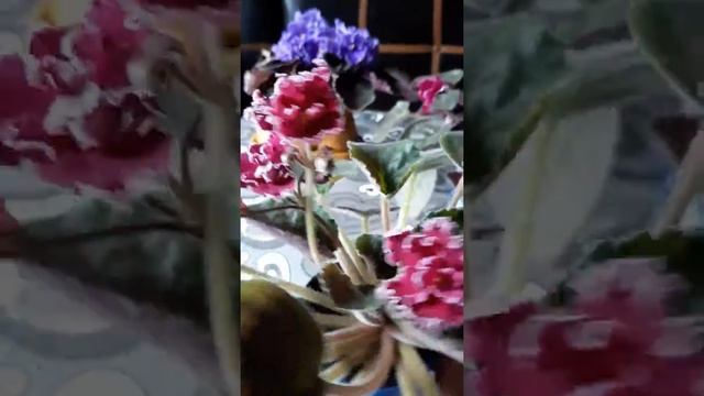 Яркая и бесподобная фиалка ЛЕ-Малена смотреть онлайн