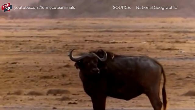 TOP HYENAS HUNTING ANIMALS MOMENTS || Hyenas VS buffalo, Impala, Ostrich смотреть онлайн