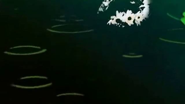 Песняры -  Почему черёмуха.