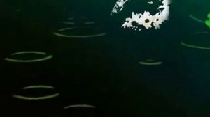 Песняры -  Почему черёмуха.