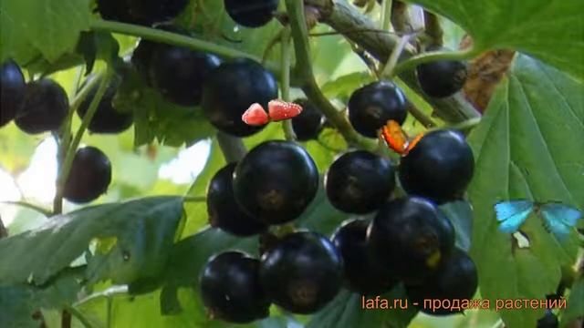 Смородина черная Созвездие (ribes nigrum) ? Созвездие обзор: как сажать, саженцы смородины Созвезди смотреть онлайн