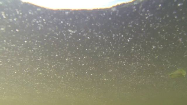 Как видят рыбы из под воды смотреть онлайн