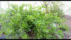 Крыжовник африканец. Описание сорта вкуснейшего чёрного крыжовника без шипов. Садоводство.