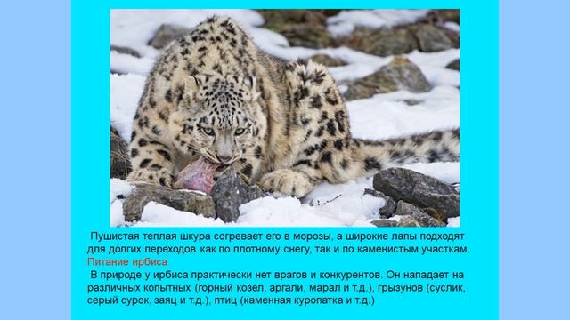 Редкое животное - ирбис смотреть онлайн