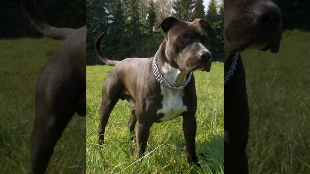 ❗Кто же победил?❗Самые популярные породы собак? ?ШОКИРУЮЩИЕ ФАКТЫ?