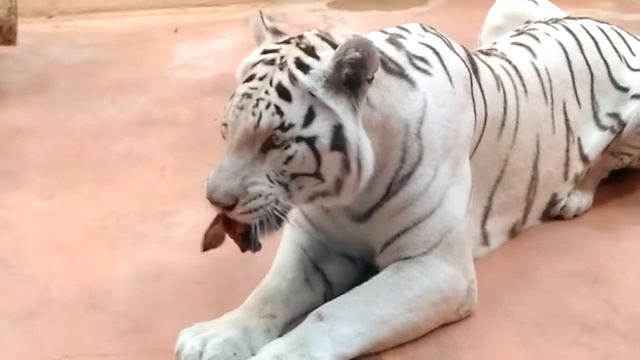 Белый тигр Шерхан кушает головы кроликов (Svpolarfox)