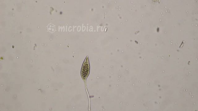 Dancing ciliate/ Танцующая инфузория под микроскопом смотреть онлайн