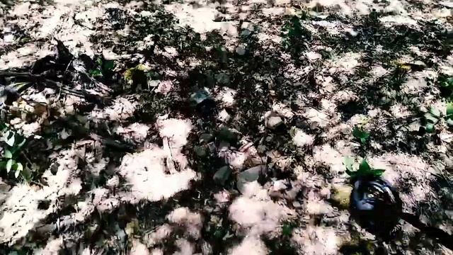 Прогулка в лесу. Большая черепаха. смотреть онлайн