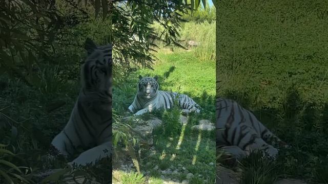 White tiger at the Barben Zoo France | Белый тигр в Зоопарке Барбен Франция | Tigre blanc Barben смотреть онлайн