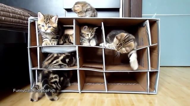 Картонная кошачья комуналка смотреть онлайн