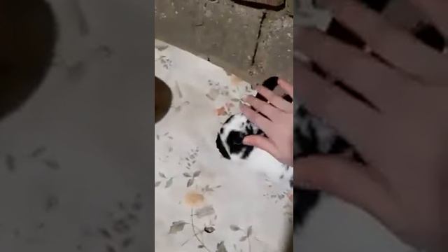 Краткое описание о кролике породы бабочка.?? смотреть онлайн