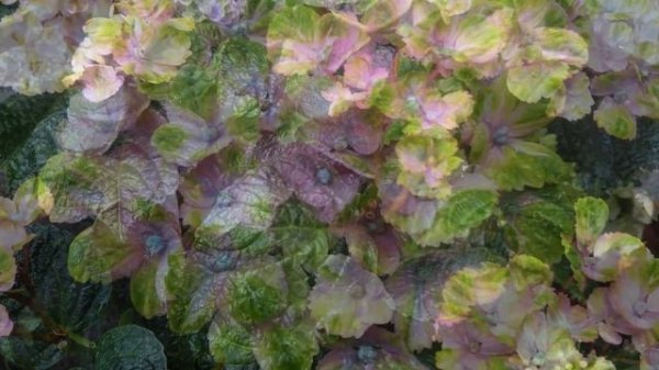 Hydrangea macrophylla Magical Coral 2016г.