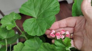 Розебудные пеларгонии. Моё разочарование