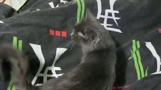 Богиня утренней зари смотреть онлайн