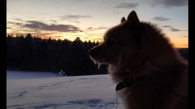 Д Байрон Сон #философскаялирика #зарубежнаялитература смотреть онлайн