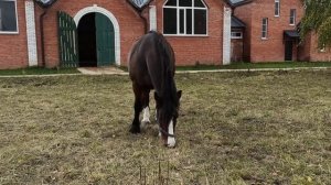 Владимирская порода лошадей. Кобыла Волга