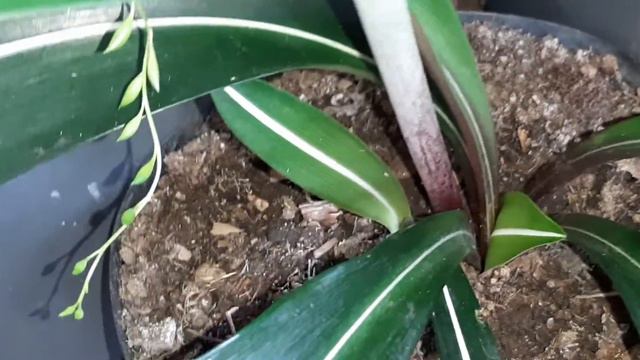 VOCÊ CONHECE ESSE AMARILIS ( HIPPEASTRUM RETICULATUM). смотреть онлайн