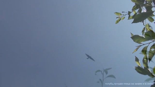 Ястреб, Коршун, Бойные голуби. смотреть онлайн