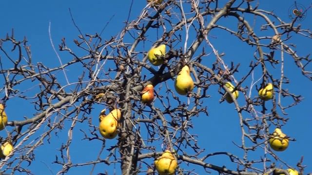 Традиционное азербайджанское сливочное масло в деревне Азербайджанская Кухня Деревенская Кухня смотреть онлайн