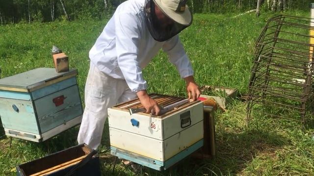 Ускоренное развитие отводков смотреть онлайн