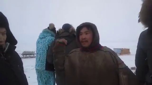 Искать причину миграции дикого северного оленя будут ученые. смотреть онлайн