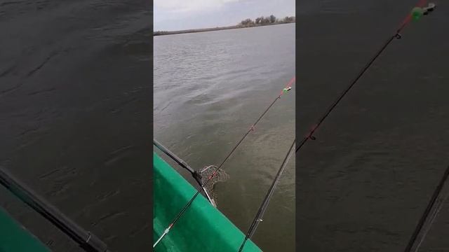 Тёплый денёк и жаркая рыбалка на Главном Банке. смотреть онлайн