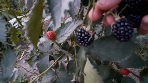 Ежевика Свит Пай или Сладкий Пирожок