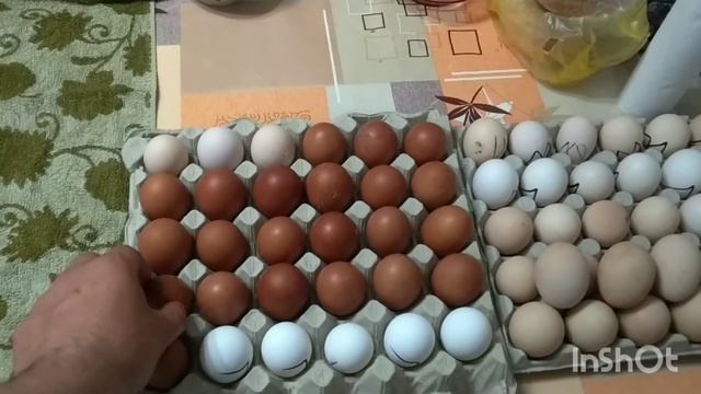 Очень красивые курочки, инкубация яиц. смотреть онлайн