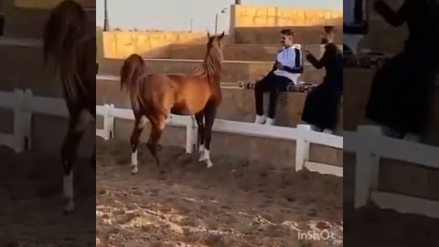 макка сагаипова сам себе друг,сам себе враг. смотреть онлайн