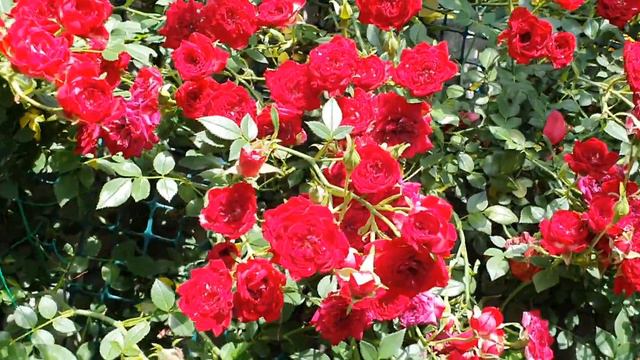 Rosa Red Cascade