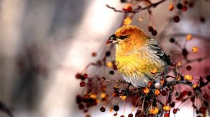 Голоса птиц. ПЕНИЕ ЩУРА (Pinicola Enucleator). Звуки природы 1 час