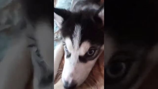 моя тигровоя собака хаски с голубыми глазами ❤️✨ смотреть онлайн