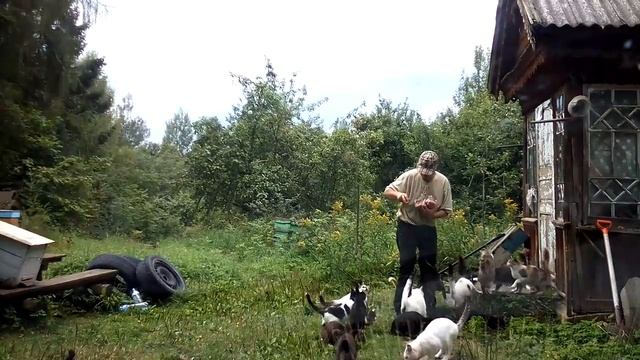 КОШАЧИЙ зоопарк на хуторе. Хутор LV смотреть онлайн