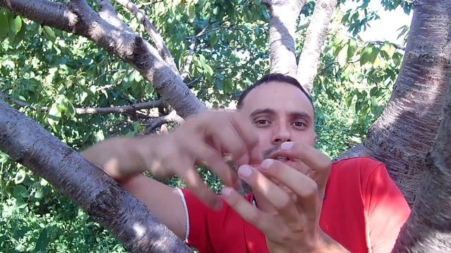 Сроки посадки озимого чеснока / Когда высаживать озимый чеснок смотреть онлайн
