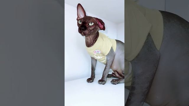 Кого лучше завести кота или кошку смотреть онлайн