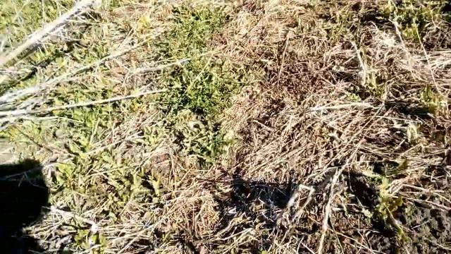 Кто рано встаёт,тому Бог даёт .Суп витаминный с крапивой смотреть онлайн