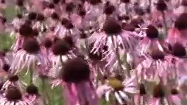 Echinacea.wmv смотреть онлайн