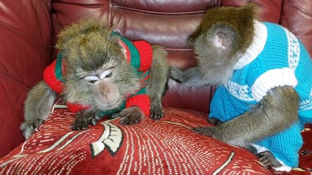 С новым годом 2024! ?☃️(праздничные будни в обезьяньем доме?) смотреть онлайн