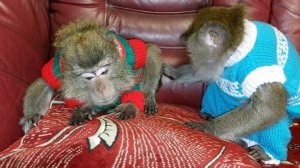 С новым годом 2024! ?☃️(праздничные будни в обезьяньем доме?)