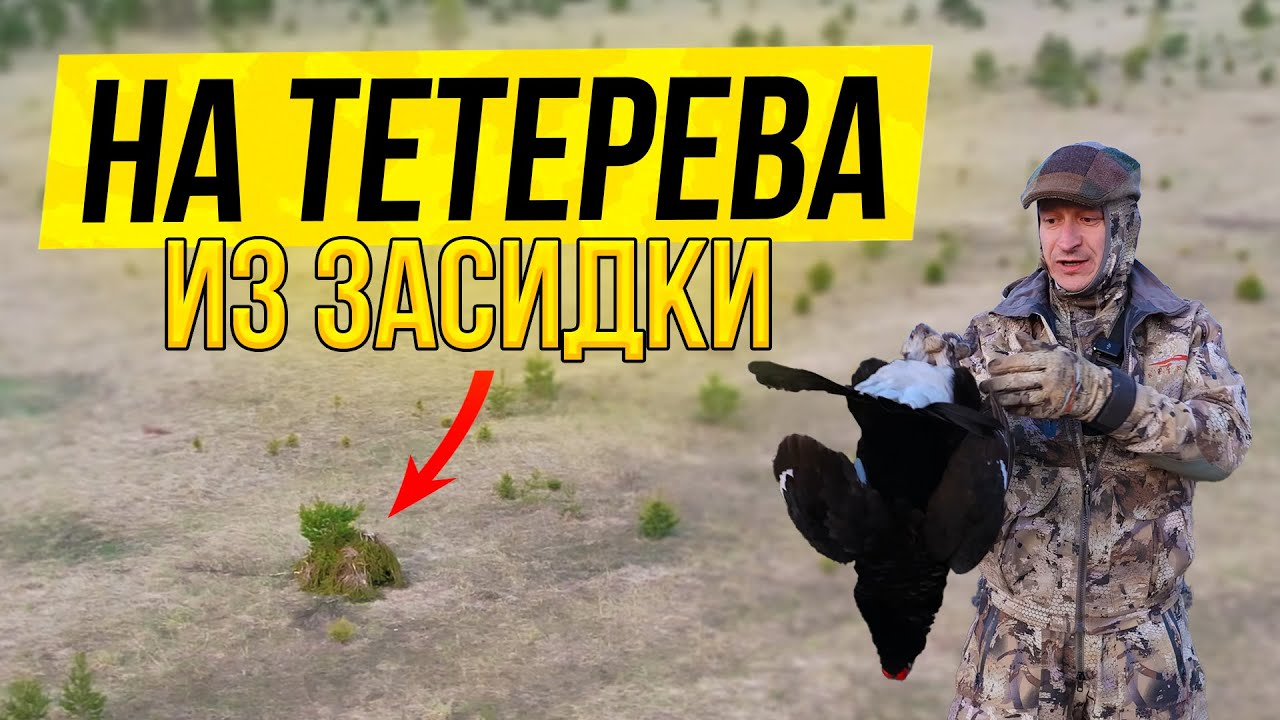 ? ОХОТА НА ТЕТЕРЕВА НА ТОКУ в охотхозяйстве Узмень смотреть онлайн