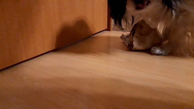 (2022-04-23) Японский хин и маленькая косточка смотреть онлайн