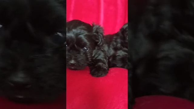 черные Йорки малыши смотреть онлайн