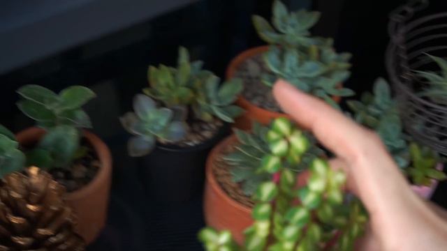 จัดมุม #ไม้อวบน้ำ โซนใหม่ พร้อมวิธีดูแลสำหรับมือใหม่ (แบบเรา) #succulent #กุหลาบหิน смотреть онлайн
