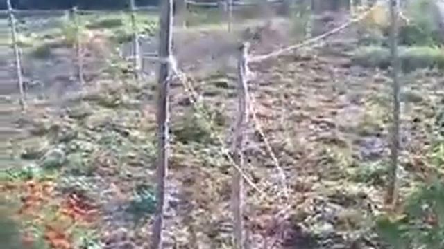 сетка из пластиковой бутылки смотреть онлайн
